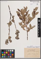Foto von Salix aurita L. x Salix cinerea L. x Salix lapponum L.